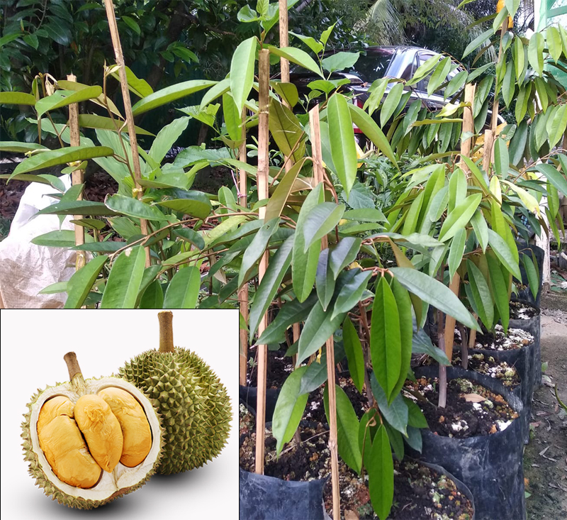 Pokok durian duri hitam
